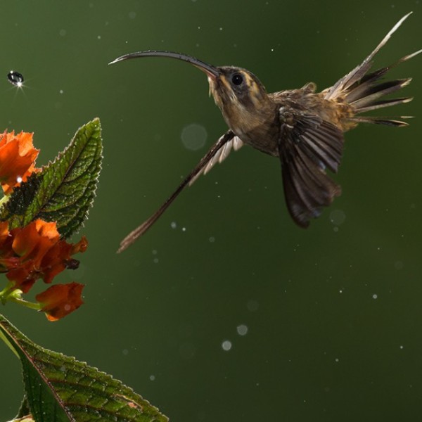 Hummingbird approaches flower