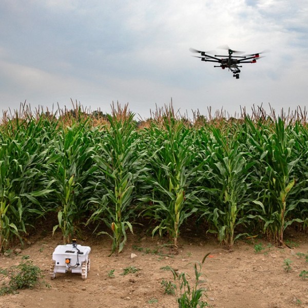 Ground robot and drone monitoring crops in field