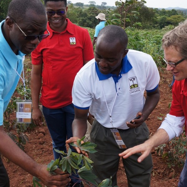 Joseph Onyeka, Chiedozie Egesi, Robert Kawuki and Jean-Luc Jannink inspect new cassava varieties in Uganda field
