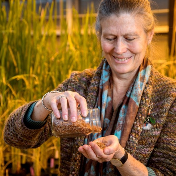 Researcher holds jar of red rice