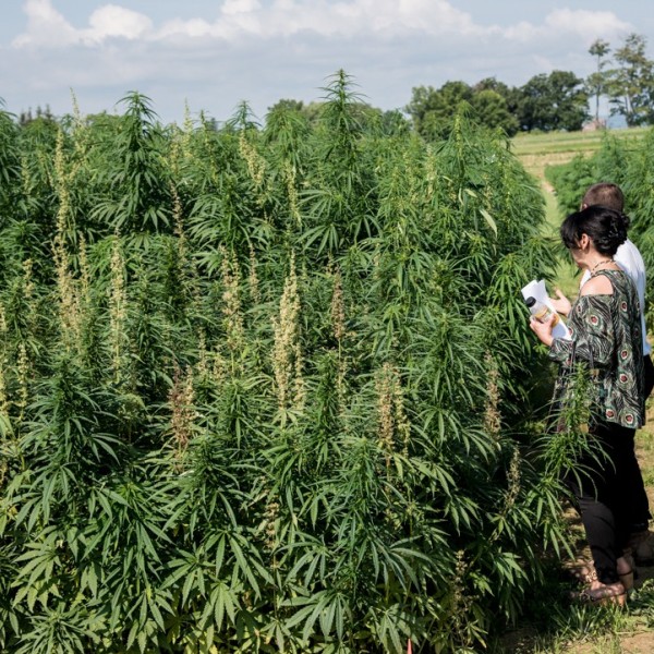 farmers inspect hemp plants