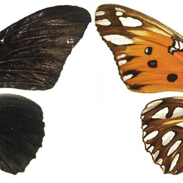 Colored and Black Butterfly Wings