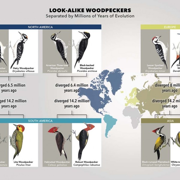 woodpecker species