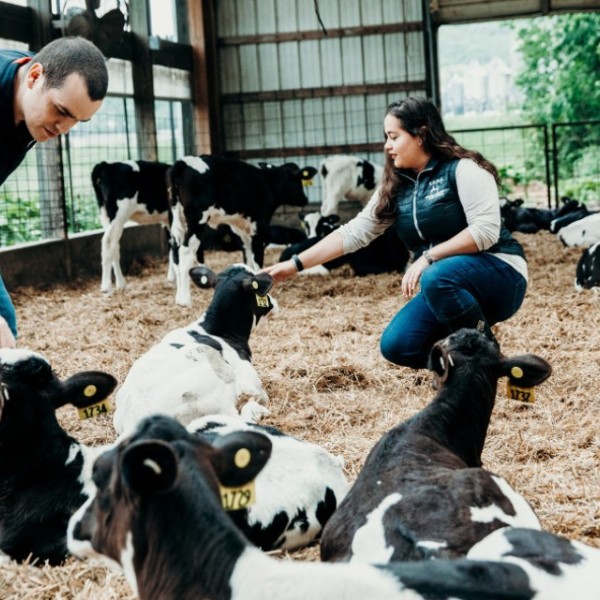 Joseph McFadden inspecting dairy cows
