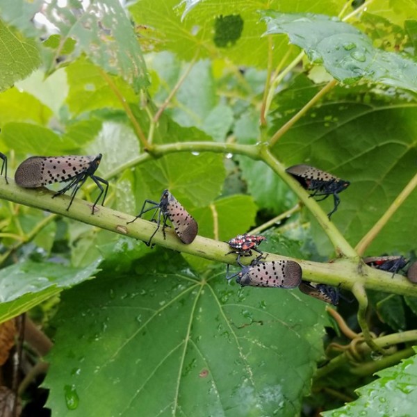 spotted lanternfly adults and fourth-instar nymphs, with the bright red coloring, feed on a grapevine