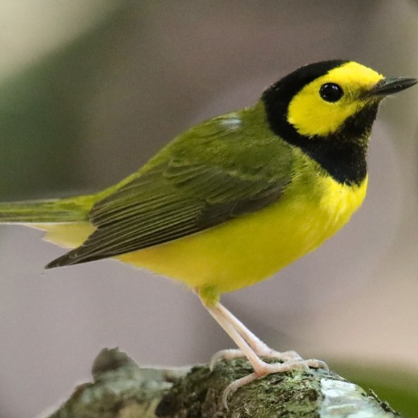 Hooded warbler bird on a branch