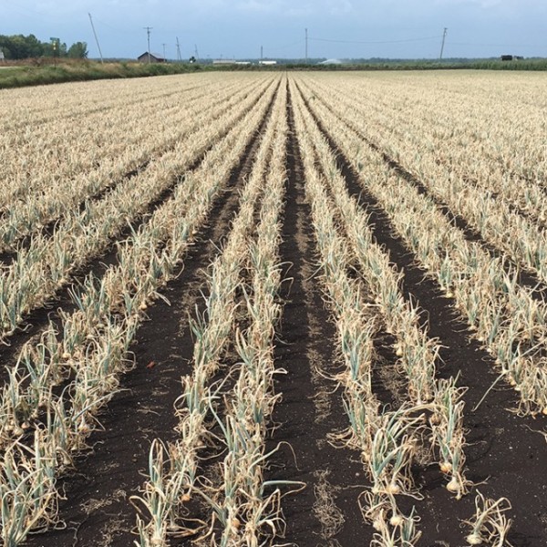 View of a destroyed onion field