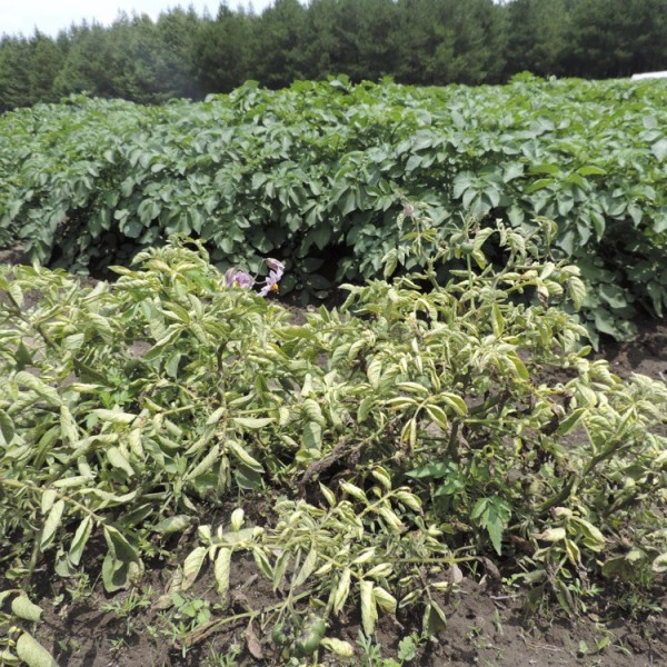 Potato plants in a field