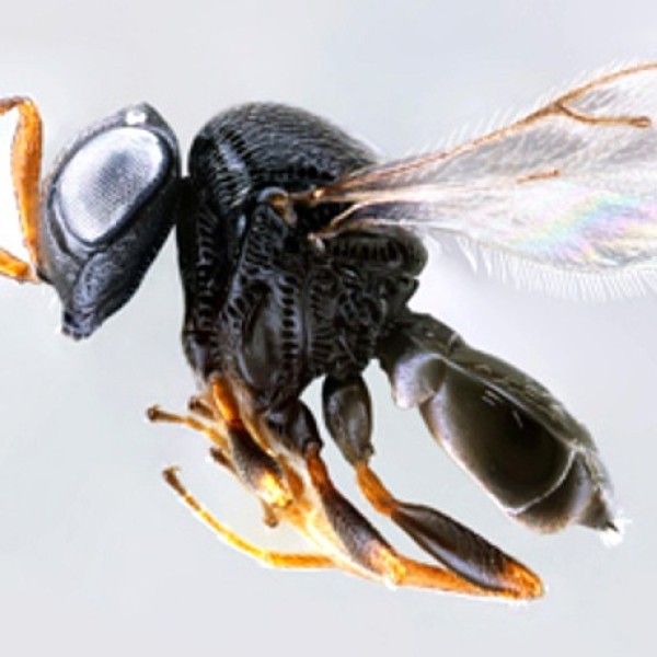 Close up image of a samurai wasp