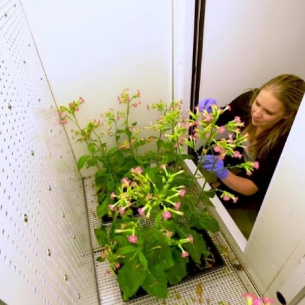 Female student examines tall, blossoming plants