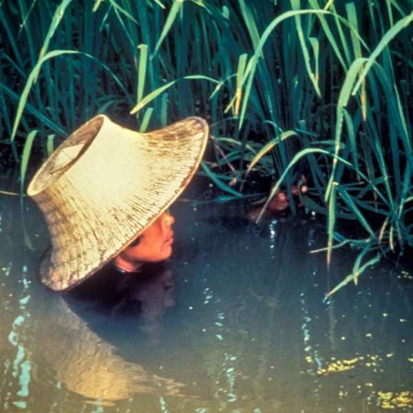 a farmer inspecting a crop of deep water rice