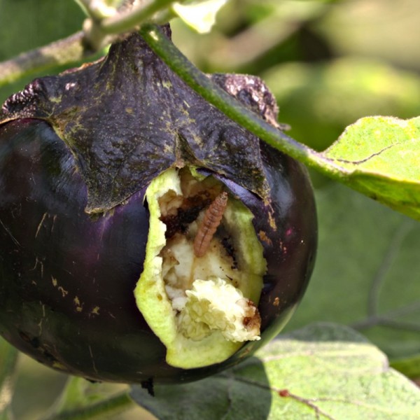 Pests destroying eggplant