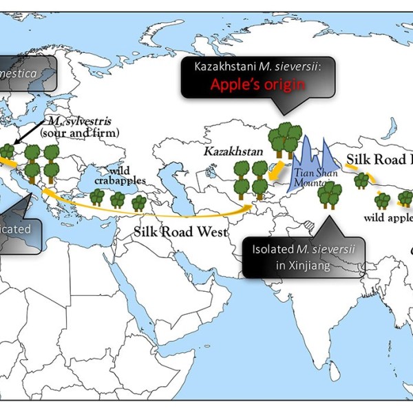 map of the journey of the apple