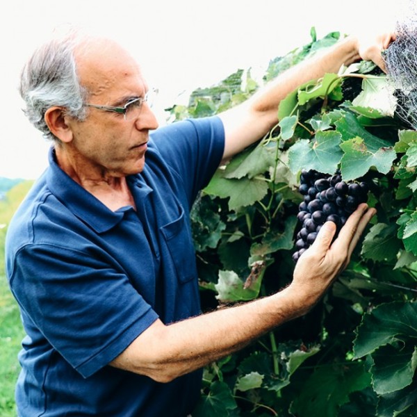 Bruce Reisch examines clusters of Everest Seedless in a research vineyard at Cornell AgriTech