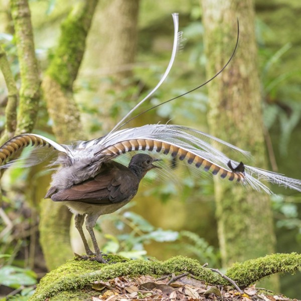the Superb Lyrebird
