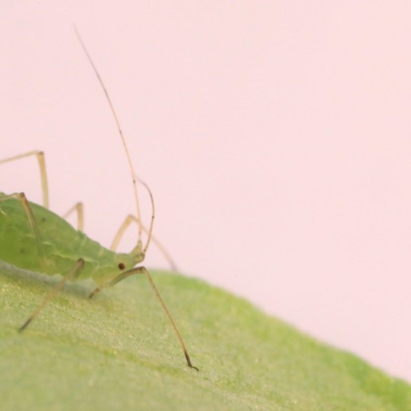 pea aphid on a leaf