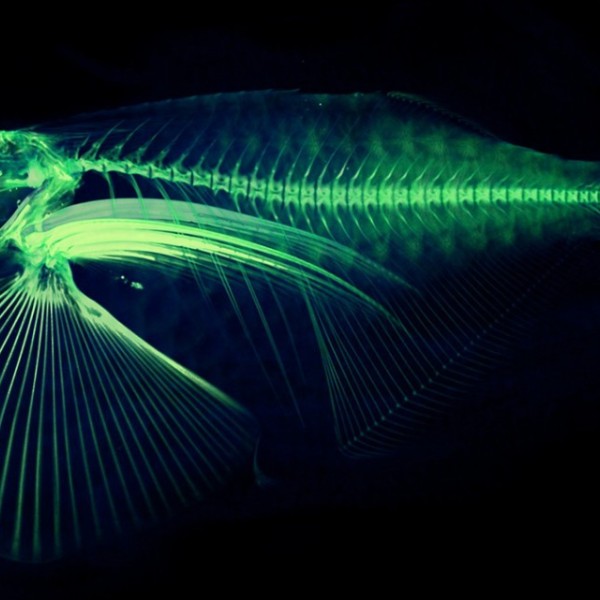 Illuminated bone structure of a fish