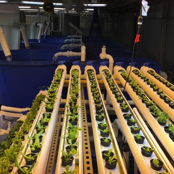 Rows of plants and tanks of water in rooftop greenhouse