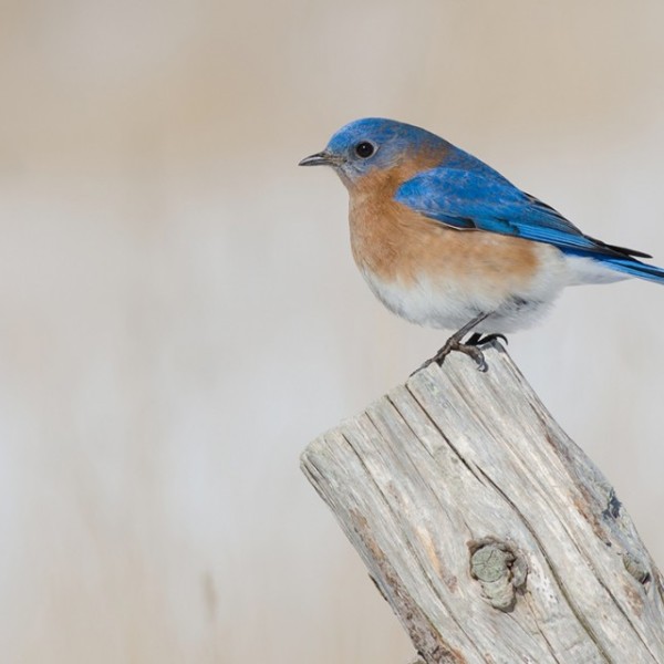 Bluebird perches on a piece of wood