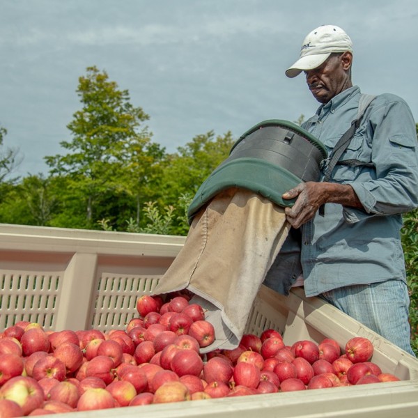 Apple picker pouring apples into bucket