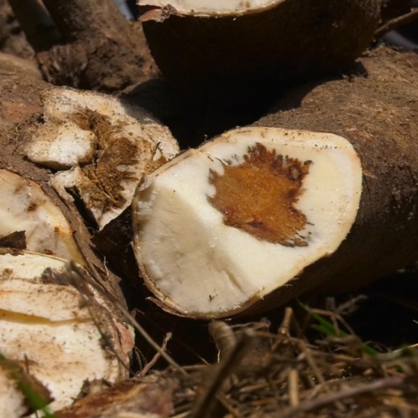 Root split open to show Cassava brown streak disease