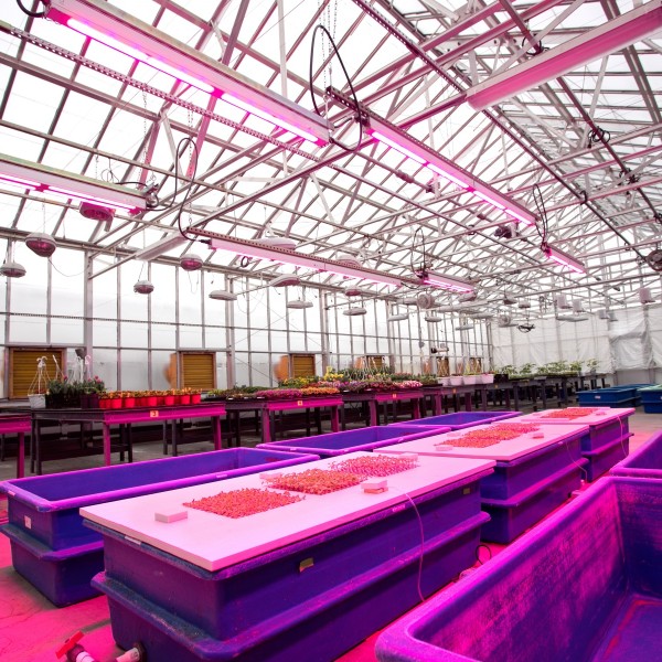 Greenhouse lit with pink LED lighting system