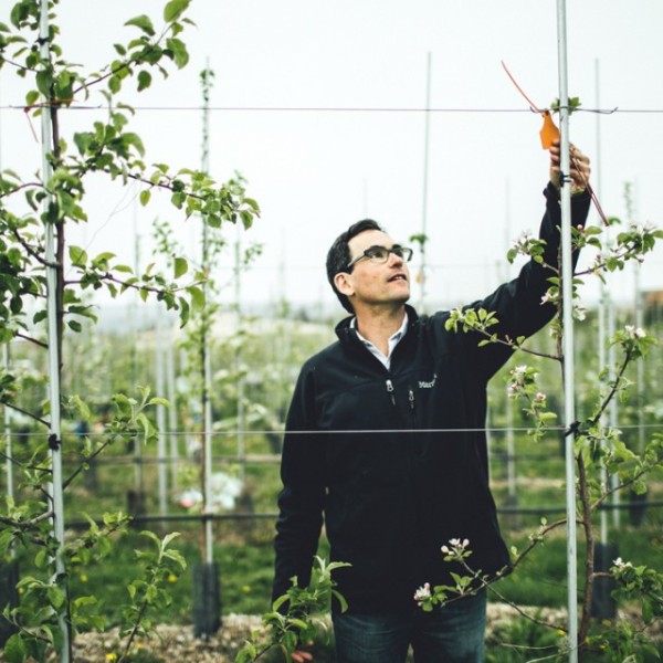 Professor checks on apple trees