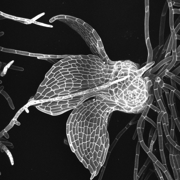 amorphous patterns of cell division