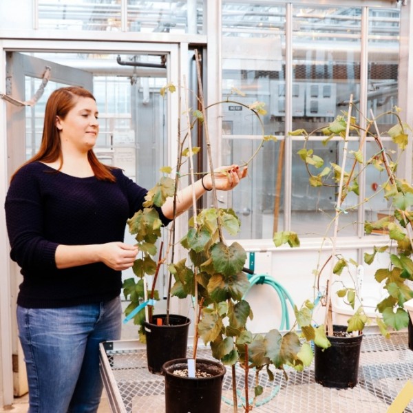 Elizabeth Cieniewicz inspecting plant