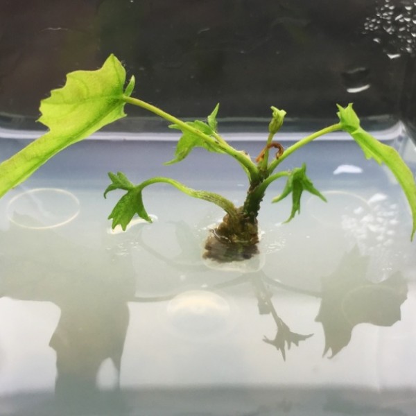 tissue cultures of maple trees with higher sugar sap concentrations from Cornell’s Uihlein Maple Field Station