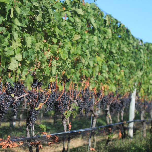 Merlot Vineyard