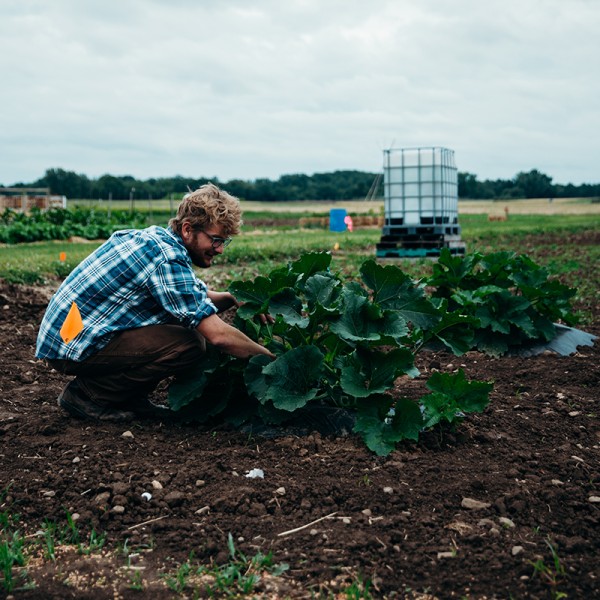 Zach Stansell harvesting vegetables in field