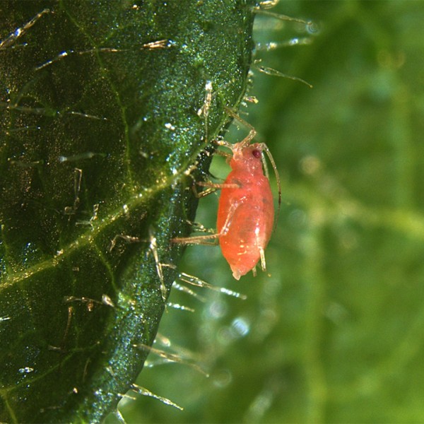 Close up of a aphid on a leaf