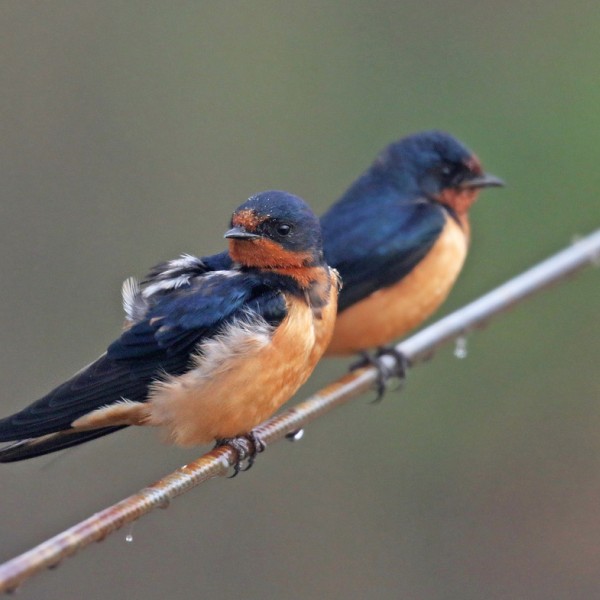A pair of Barn Swallows perched on a wire