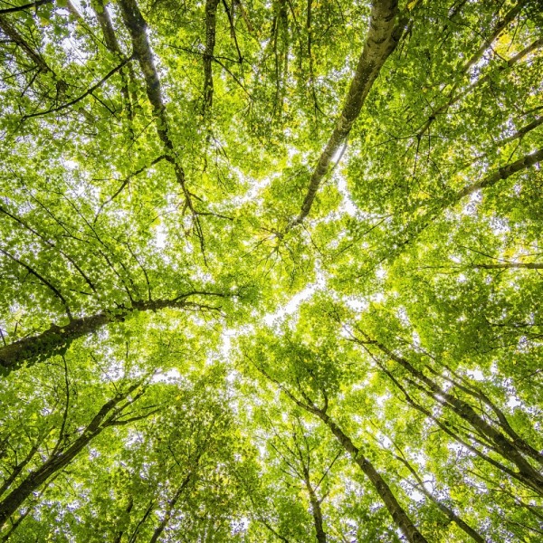 Ground-view of tree leaves
