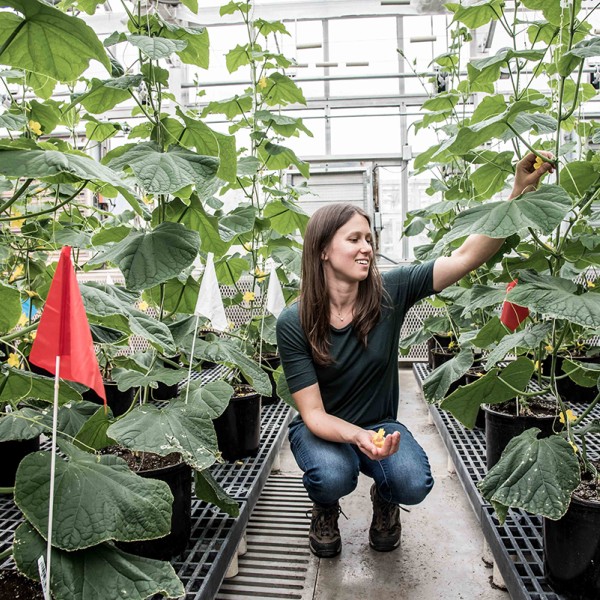 Lauren Brzozowski inspecting cucumber plants