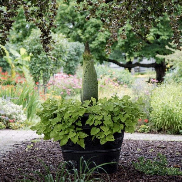 Titan Arum in a garden
