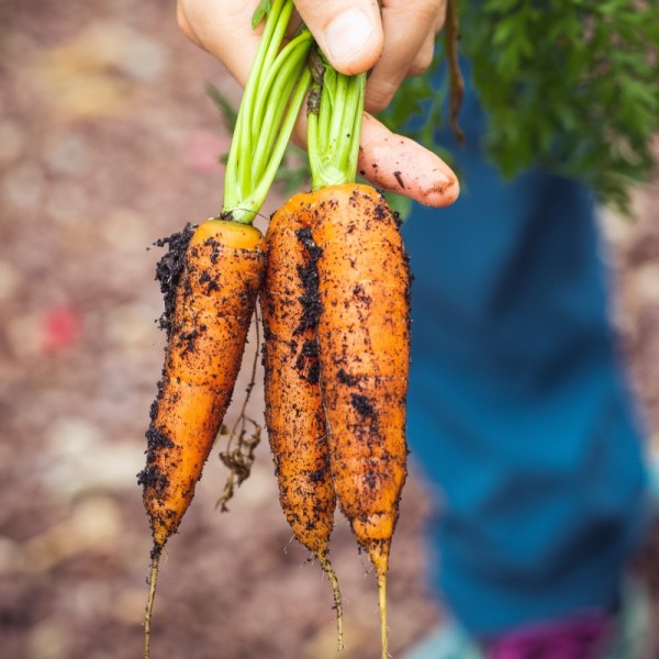 Carrots that were recently pulled from the ground