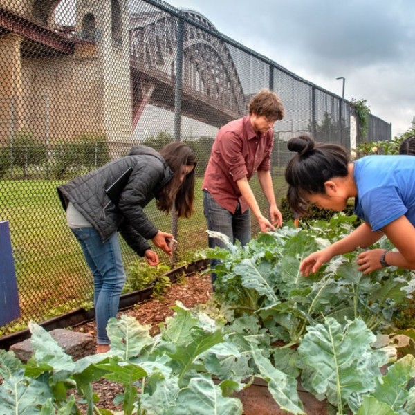 Yolanda Gonzalez and Sam Anderson scout for harlequin bugs at farm.