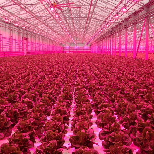 CEA greenhouse that has pink lights