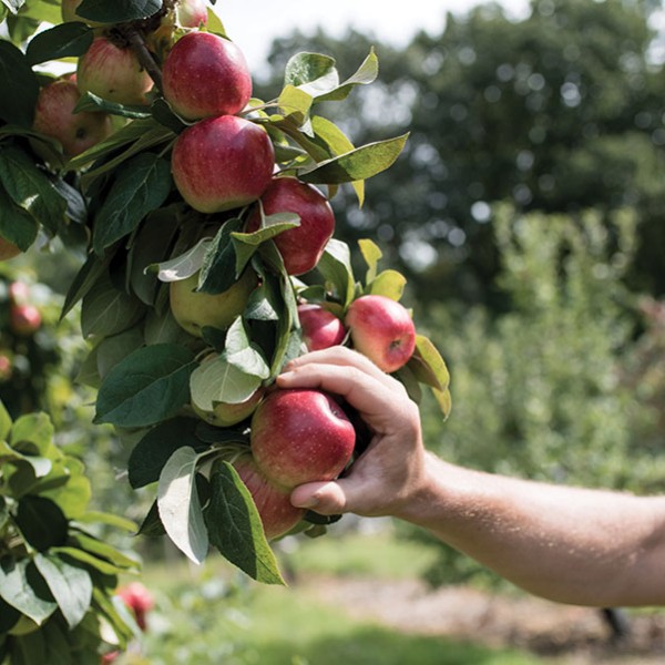 Person picking apples from a branch