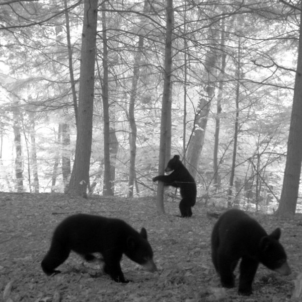 3 black bears in forest 