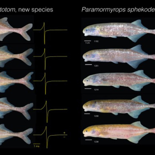 Comparisons of Paramormyrops ntotom and P sphekodes specimens