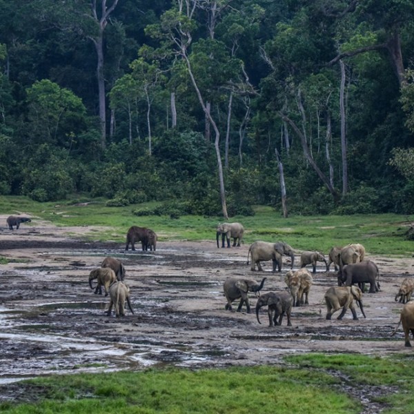 African elephants stand in a clearing