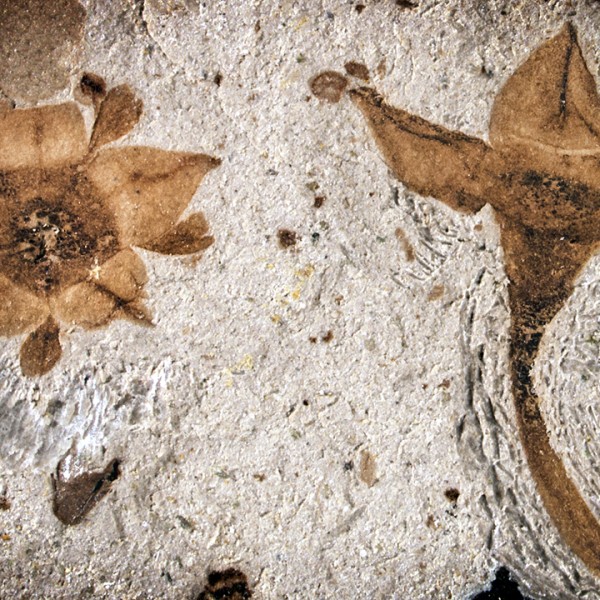 Two fossilized flowers