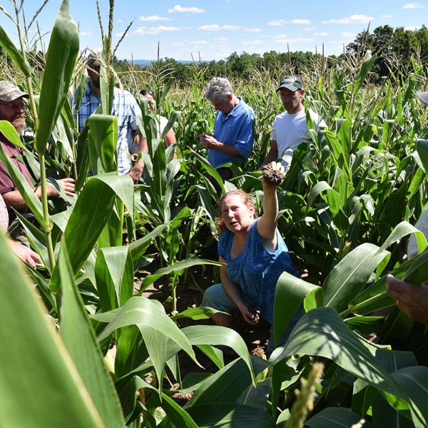 Researchers work in cornfield