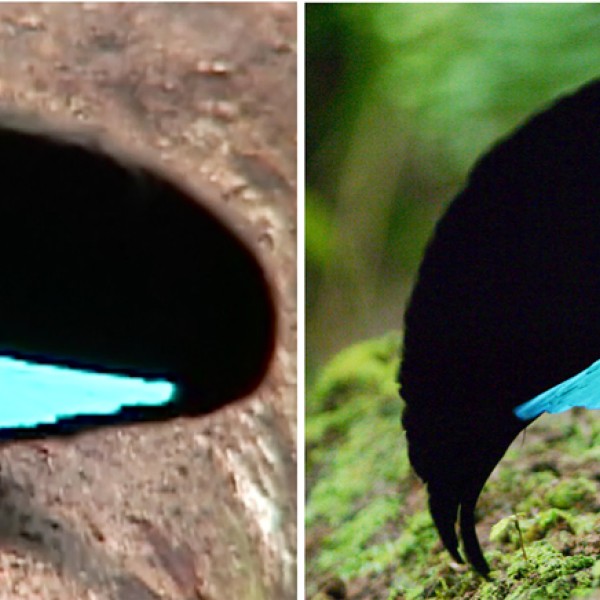 the Vogelkop Superb Bird-of-Paradise (right) and he widespread Greater Superb Bird-of-Paradise (left)