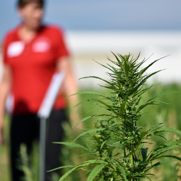 Hemp plant in field