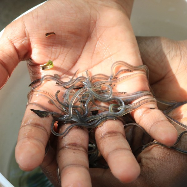 People holding American eels