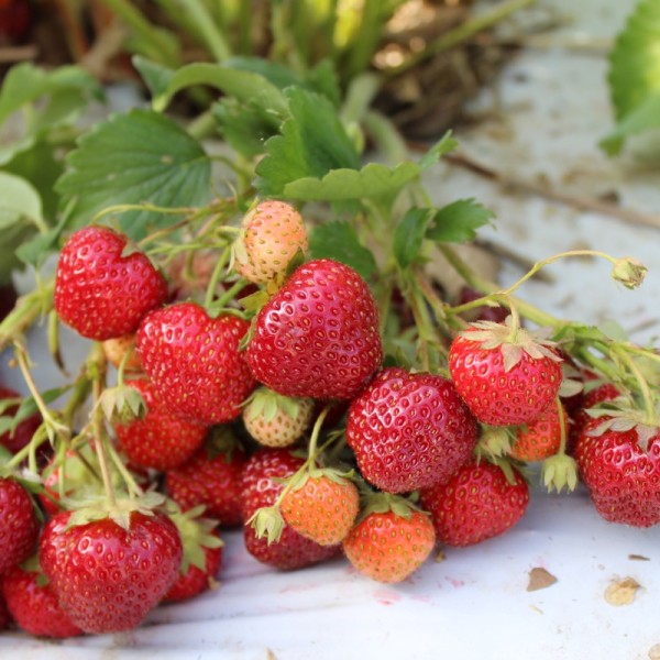 Strawberries on a white surface